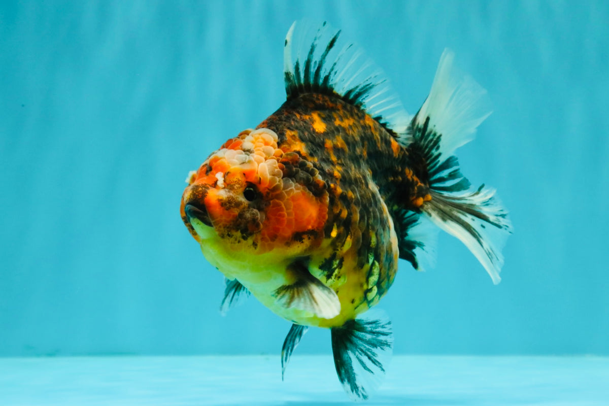 A Grade Tiger Oranda Female 5.5 inches #090426OR_07
