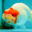 CHUBBY Red White Buffalo Ranchu Female 6 inch #092526RC_20