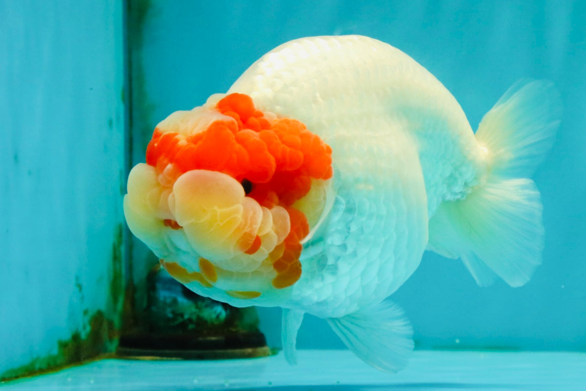 CHUBBY Red White Buffalo Ranchu Female 6 inch #092526RC_20