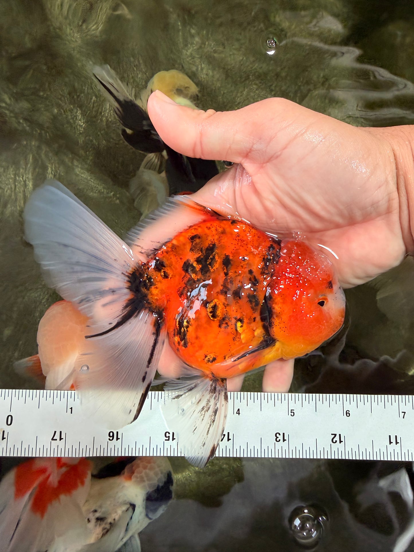 A Grade Marble Oranda Male 6 inches #072426OR_14