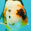 UNIQUE Tricolor Chinese Ranchu Male 6.5  inches #050826RC_12