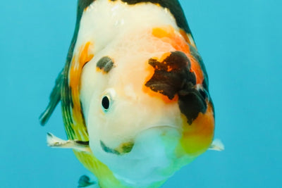 UNIQUE Tricolor Chinese Ranchu Male 6.5  inches #050826RC_12