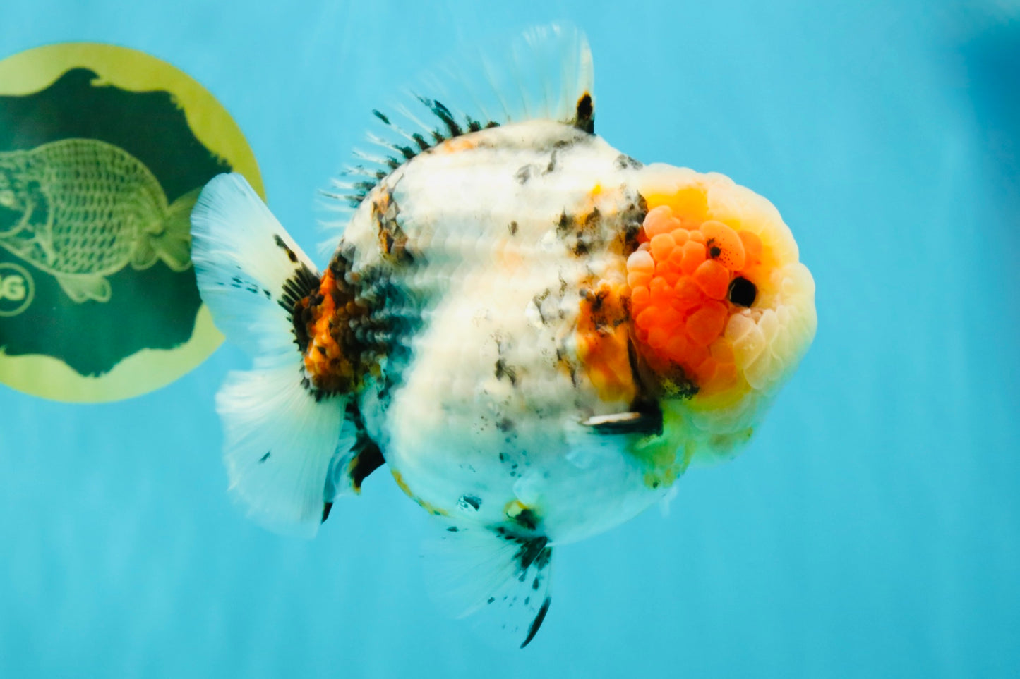 AAA Grade Marble Calico Blue Base Yuanbao Female 6-6.5 inches #032026YB_26