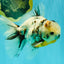UNIQUE A Grade Calico Oranda Male 6.5 inches #082826OR_06
