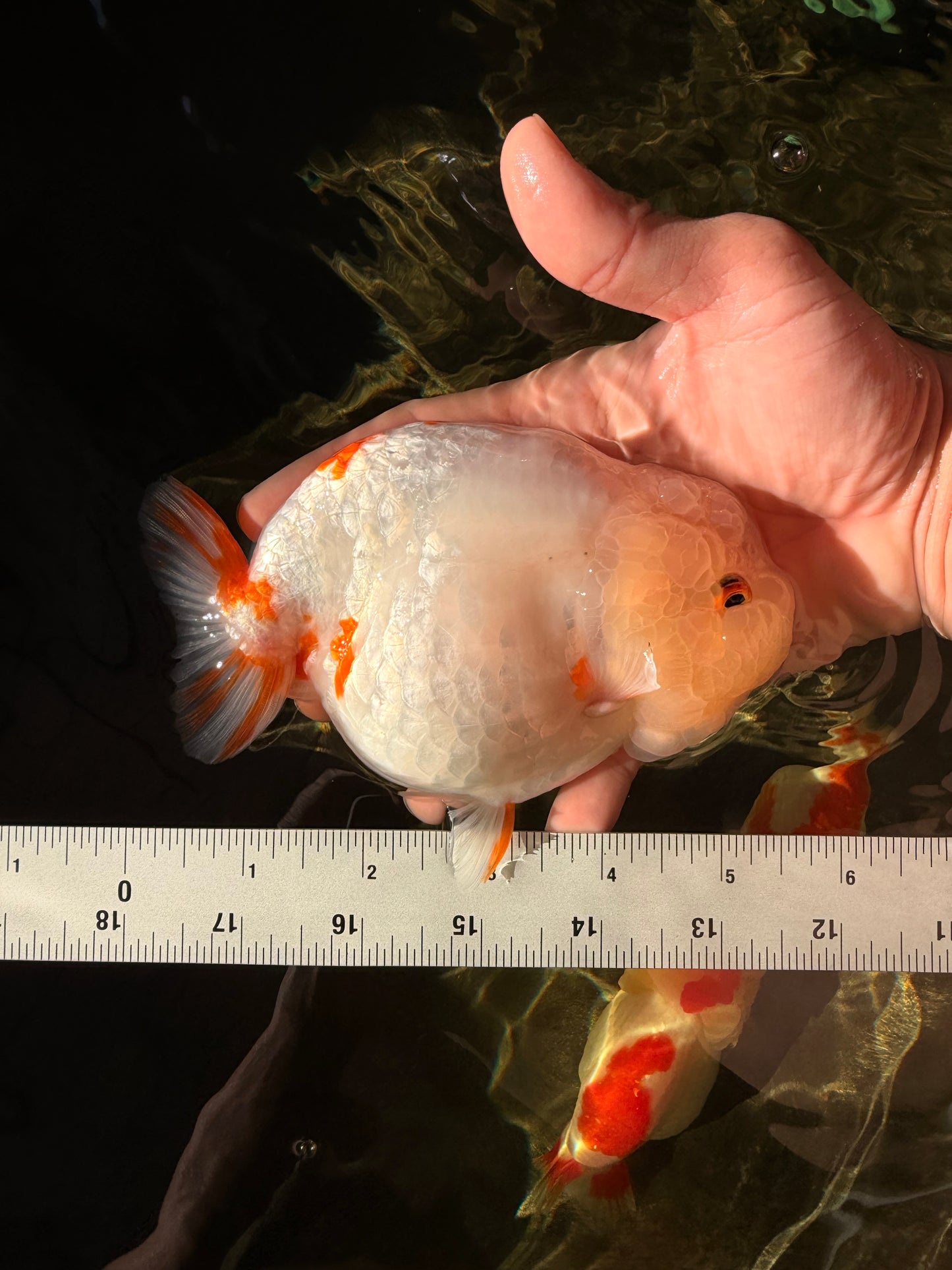 Sakura Chinese Ranchu Female 5.5 inches #022726RC_21