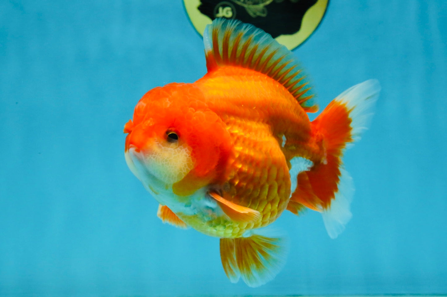 CHUBBY AAA Grade Red White Yuanbao Male 4.5 inches #121225YB_01