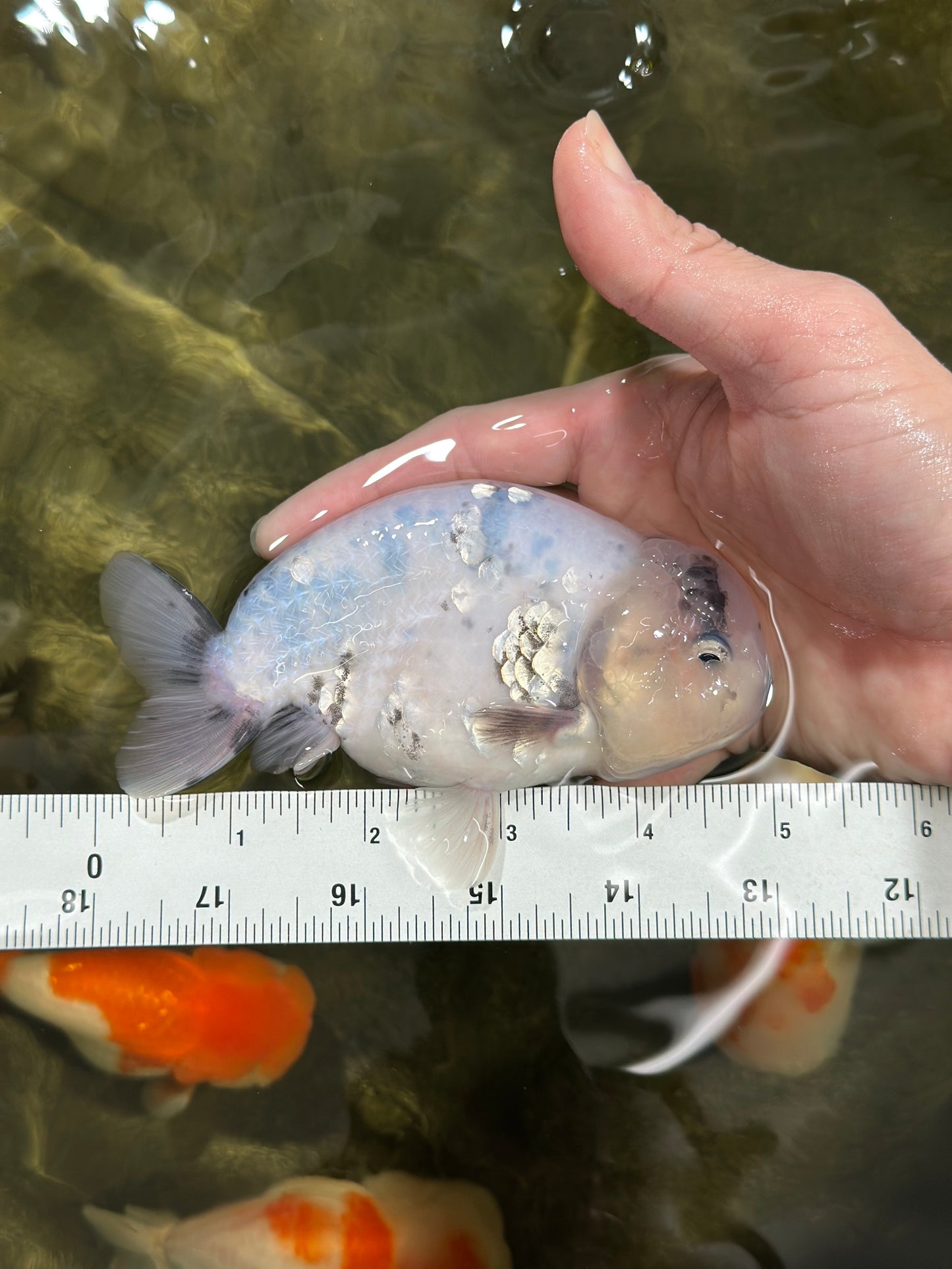 Blue Base Ocean Marble Ranchu Male 5 inches #011025RC_05