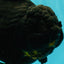 KING KONG AAA Grade Black Oranda Female 8 inches #100926OR_11