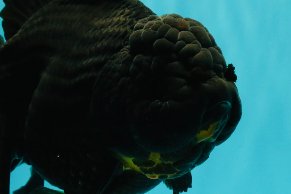 KING KONG AAA Grade Black Oranda Female 8 inches #100926OR_11