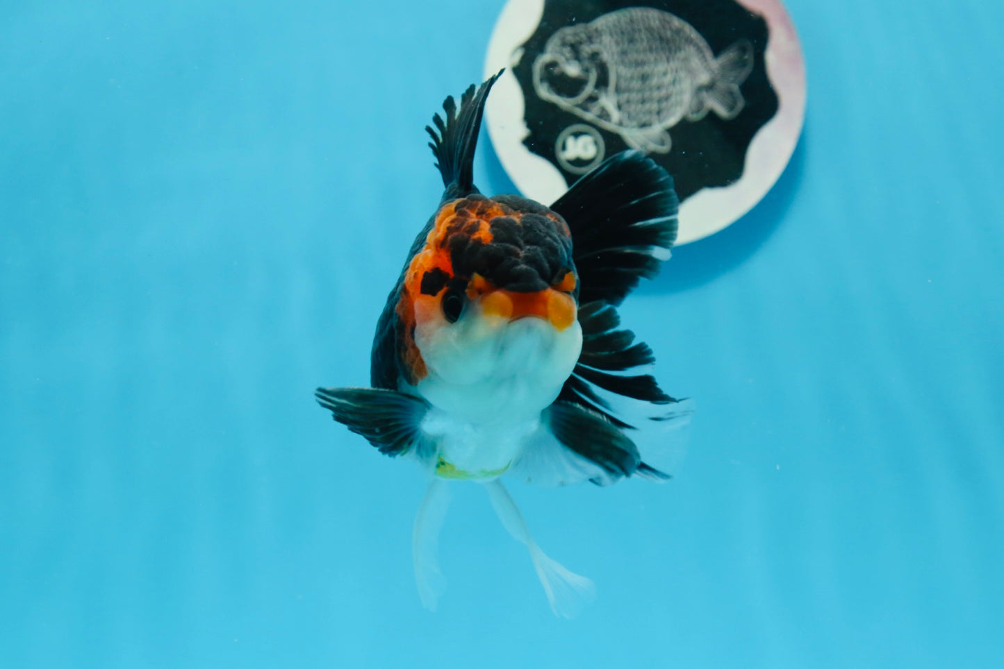 AAA Grade Tricolor Oranda Male 4.5 inches #0830OR_17