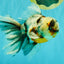 Calico Oranda Male 6.5 inches #082826OR_02
