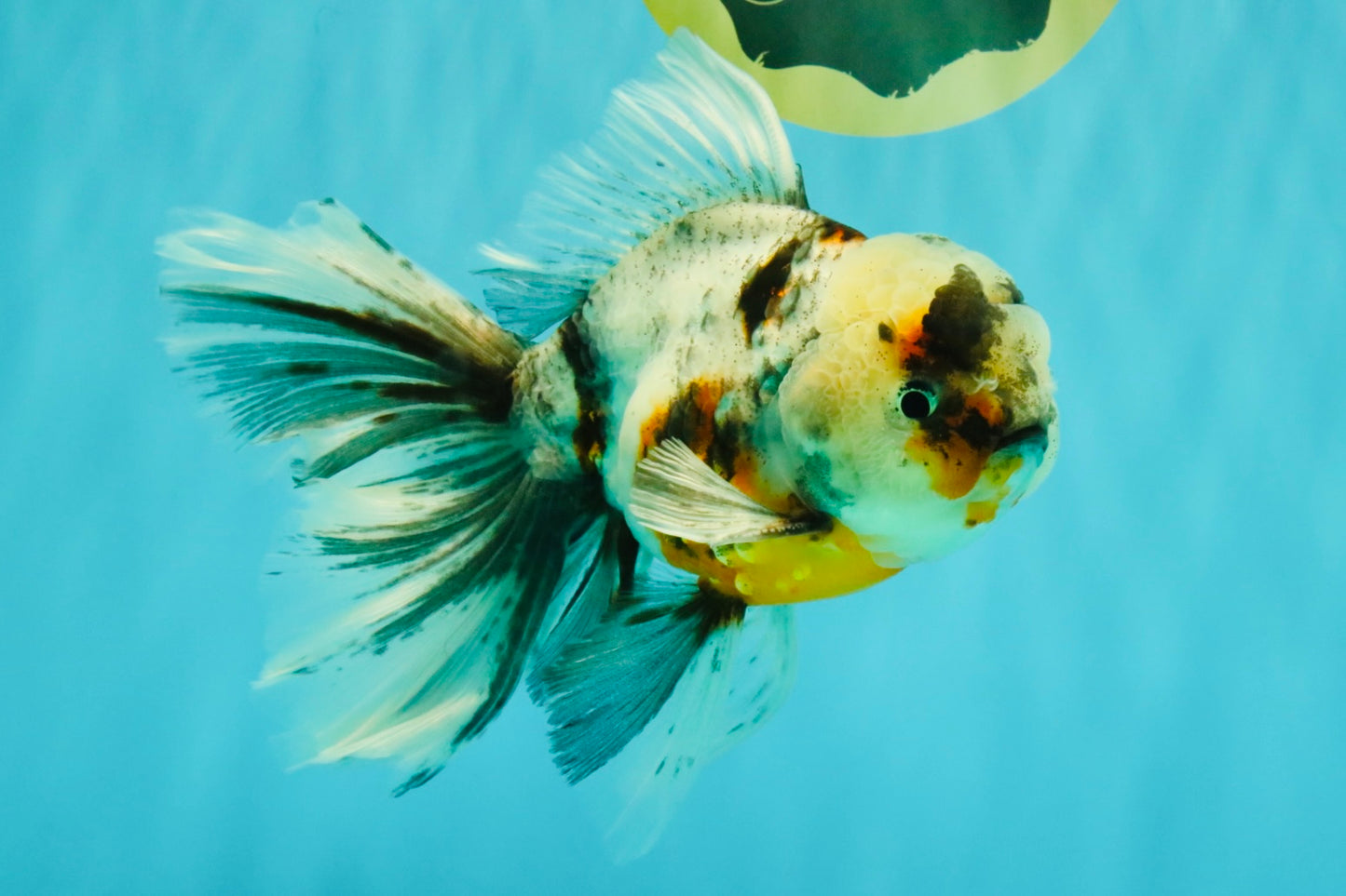Calico Oranda Male 6.5 inches #082826OR_02