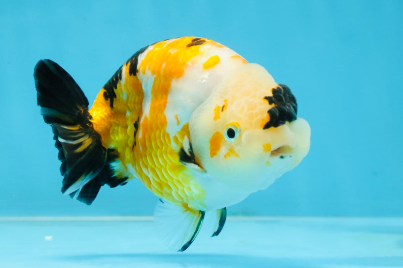 CHUBBY A Grade Chinese Tricolor Ranchu Male 4.5 inches #102425RC_02