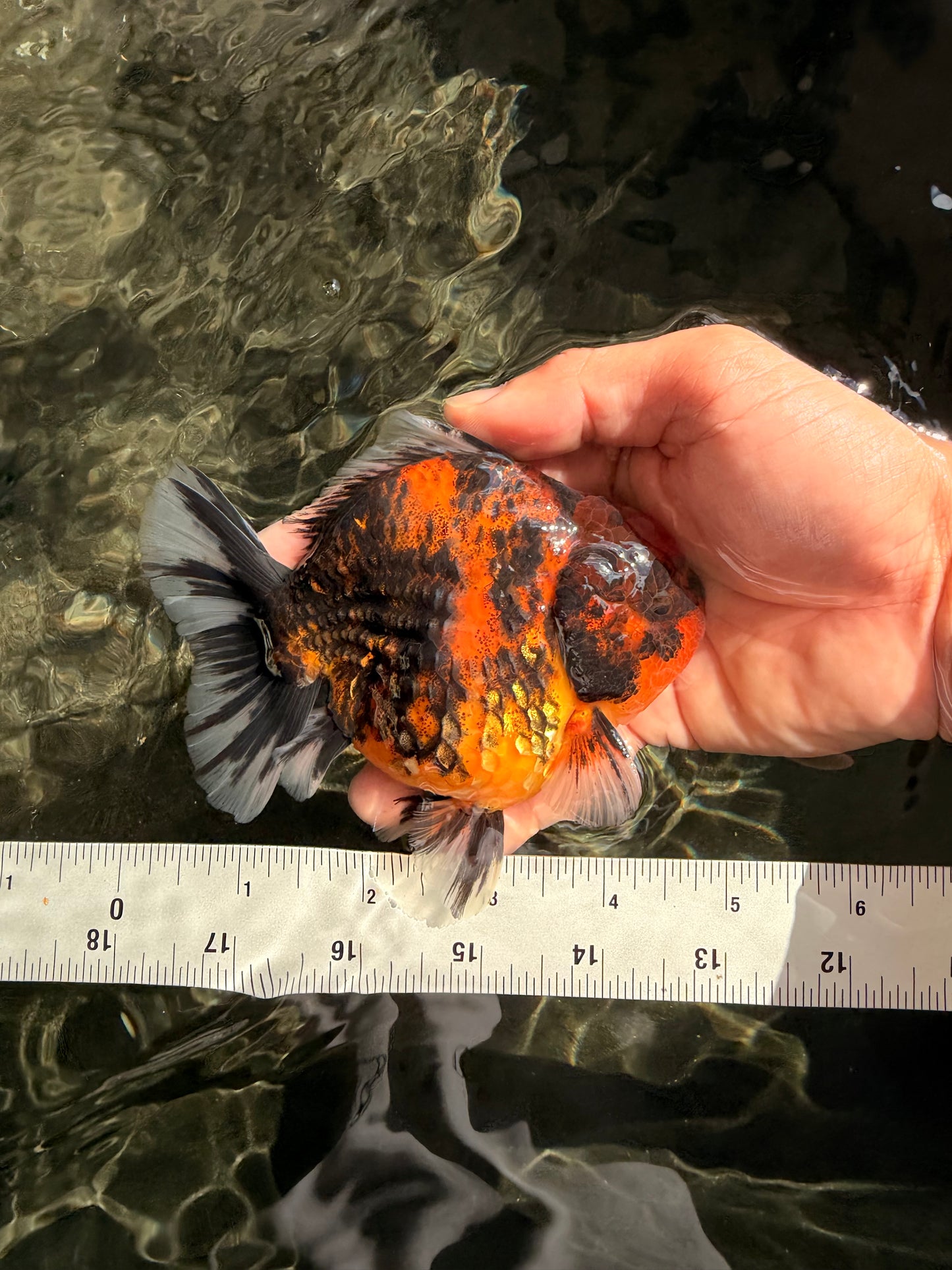 AAA Grade Tiger Yuanbao Male 4.5 inches #061926YB_37