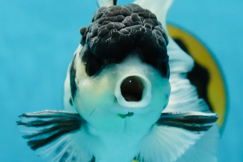 Super Panda Oranda Male 5 inches #042525OR_06