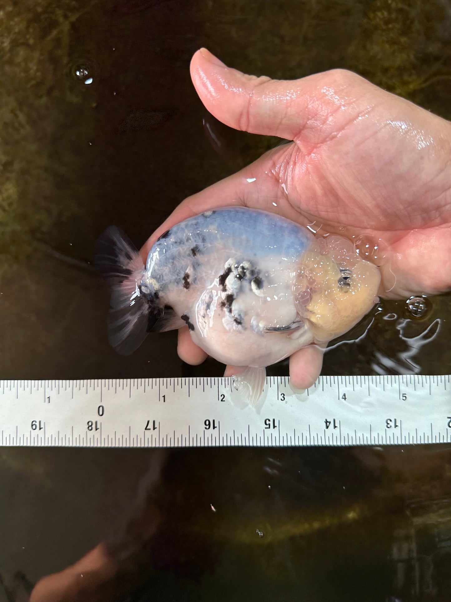 A Grade Marble Blue Back Sakura Lionking 4.5 inches #080125LC_16