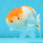 A Grade Fluffy Orange White LionKing 4.5-5 inches #122724LC_18