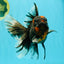 CHONKY A Grade Tiger Oranda Male 7 inches #082126OR_16