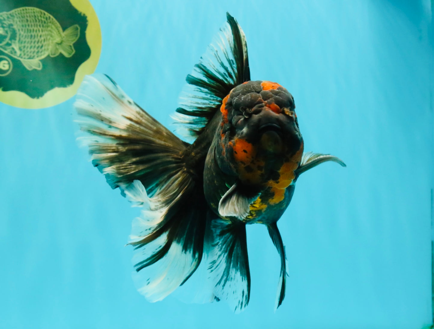 CHONKY A Grade Tiger Oranda Male 7 inches #082126OR_16
