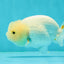 🐣 Baby Lemonhead Lionchu Female 3.5  inches #0322LC_04
