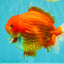 AAA Grade Strong Body Structure Red Yuanbao Male 6.5 inches #092526YB_14