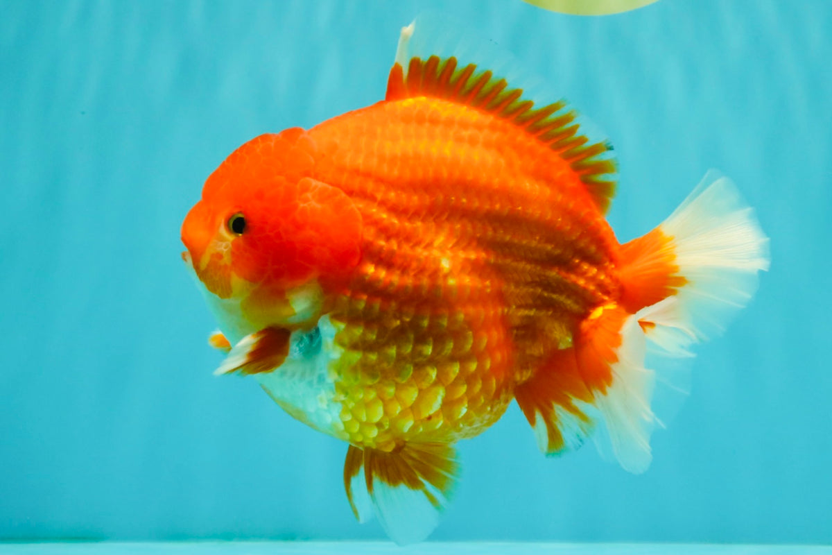 AAA Grade Strong Body Structure Red Yuanbao Male 6.5 inches #092526YB_14