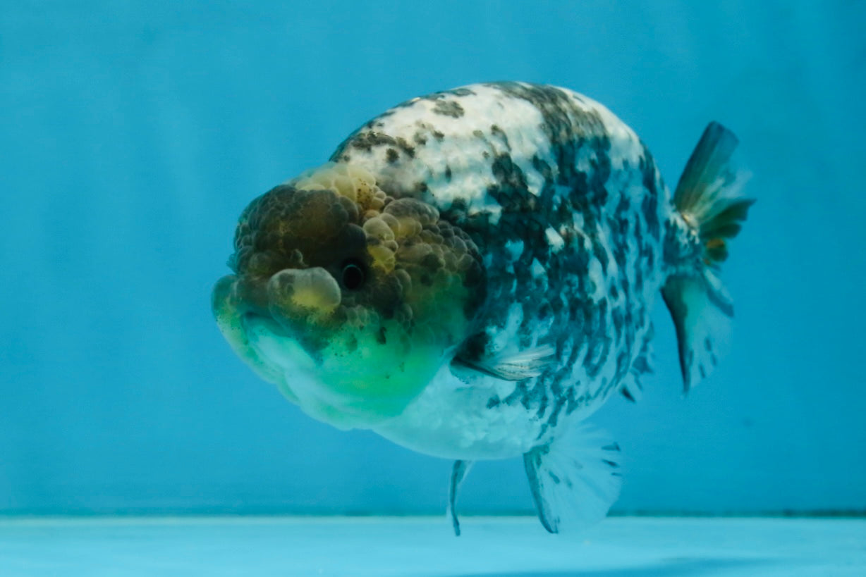 AAA Grade White Tiger LionQueen 5-5.5 inches #101025LC_17