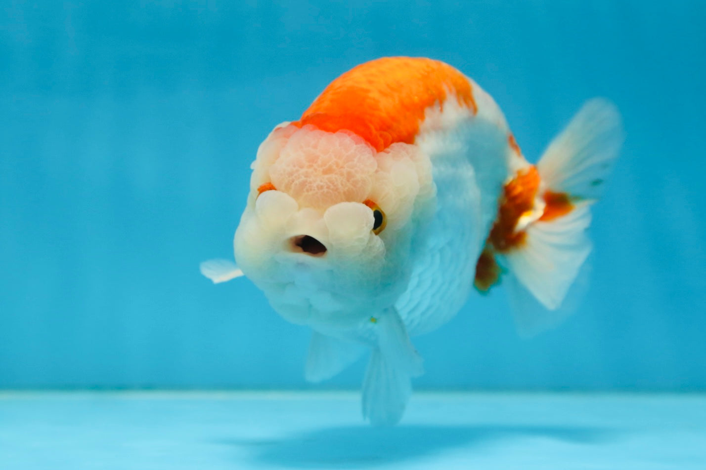 AAA Grade Red White LionKing 5.5 inches #082925LC_03