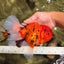 FLUFFY-TAIL AAA Grade Tiger Oranda Female 7-7.5  inches #100226OR_32