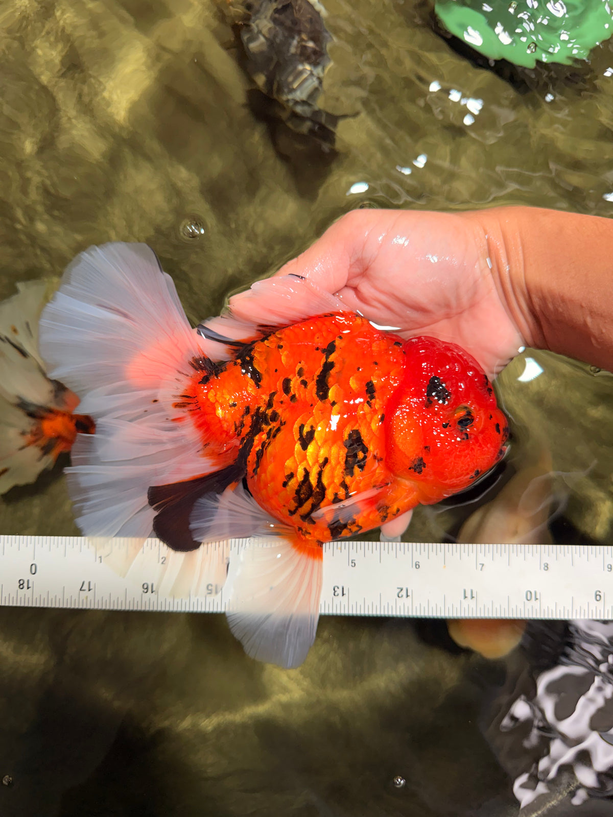 FLUFFY-TAIL AAA Grade Tiger Oranda Female 7-7.5  inches #100226OR_32