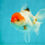 Red White Oranda Female 5 inches #110824OR_05