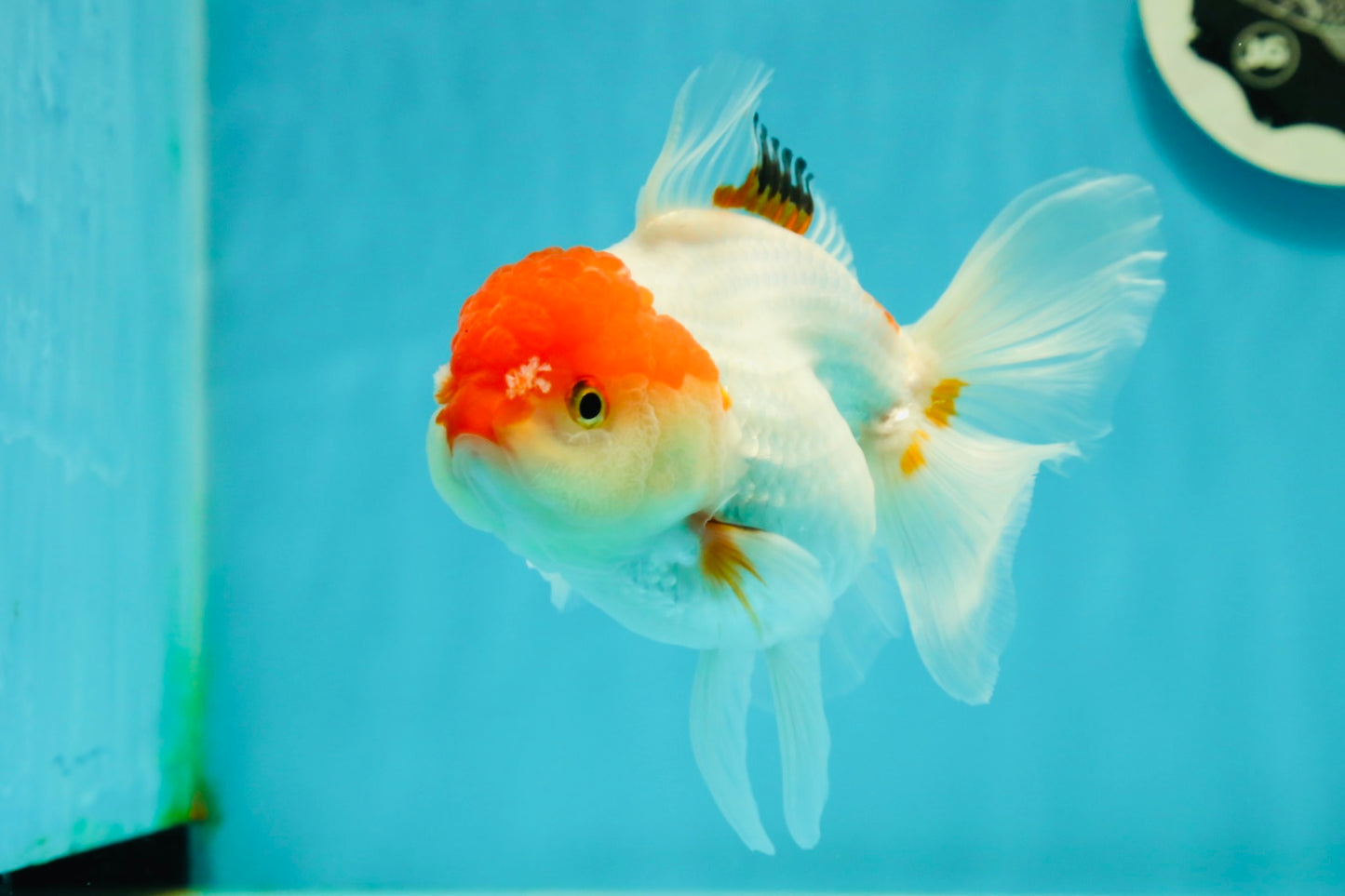 Red White Oranda Female 5 inches #110824OR_05