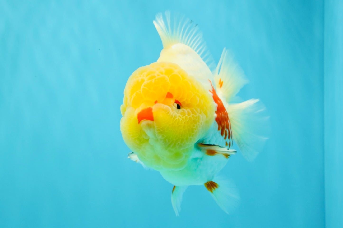 BIG WEN AAA Grade Godzilla Red White Lipstick Yuanbao Male 5.5 inches #030626YB_11