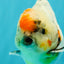 A Grade Calcio  Oranda Male 5 inches #080726OR_22