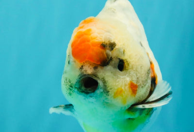 A Grade Calcio  Oranda Male 5 inches #080726OR_22