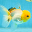 A Grade White Oranda Female 5 inches #062725OR_25
