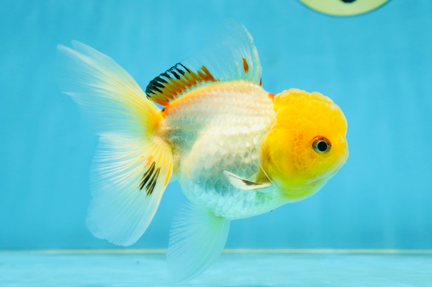 A Grade White Oranda Female 5 inches #062725OR_25