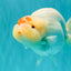 Red White Buffalo Ranchu Male 5.5-6 inches #100926RC_28