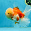 AAA Grade Cherry Sakura Oranda Male 5 inches #062725OR_14