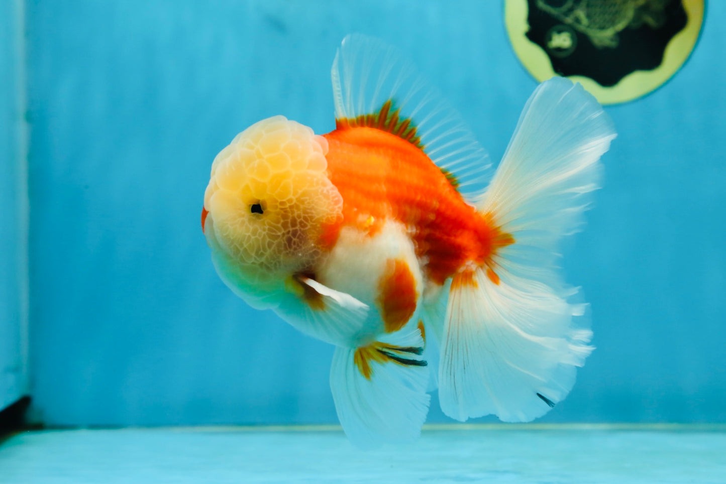 AAA Grade Cherry Sakura Oranda Male 5 inches #062725OR_14