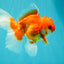 A Grade Red White Oranda Male 5-5.5 inches #091826OR_08