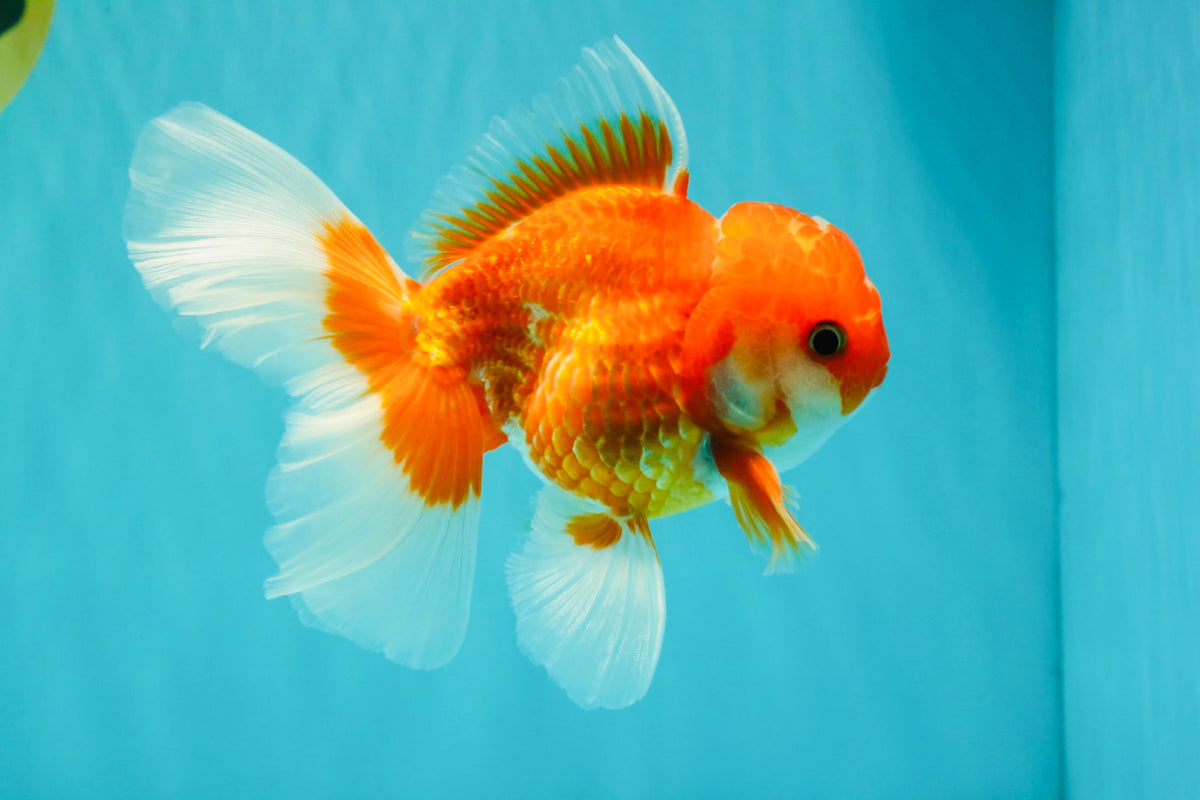 A Grade Red White Oranda Male 5-5.5 inches #091826OR_08