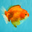 CHONKY AAA Grade Red White Yuanbao Female 5-5.5 inches #080726YB_23