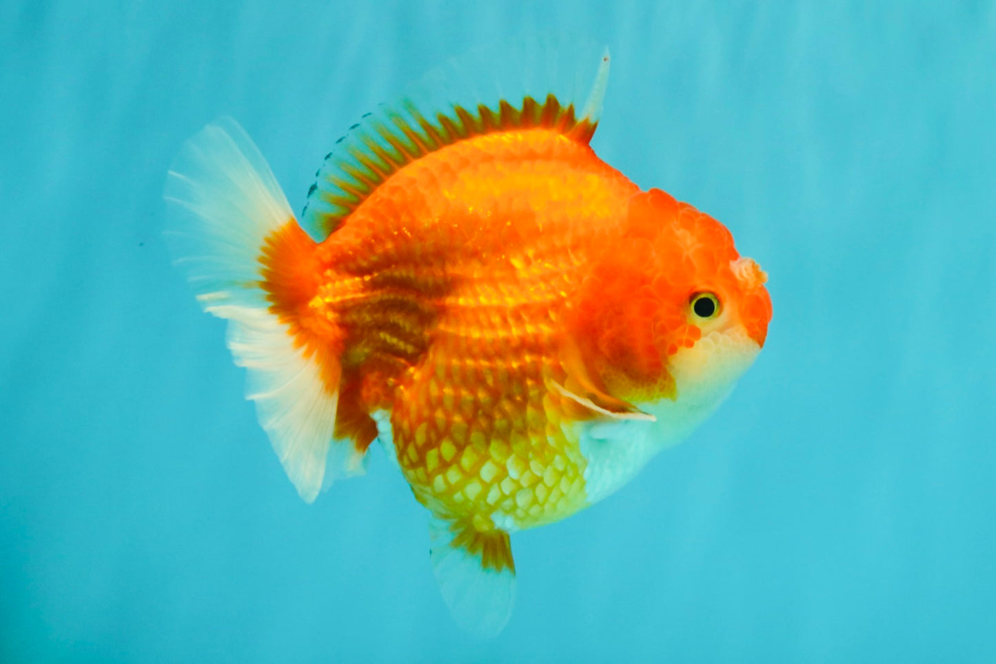 CHONKY AAA Grade Red White Yuanbao Female 5-5.5 inches #080726YB_23