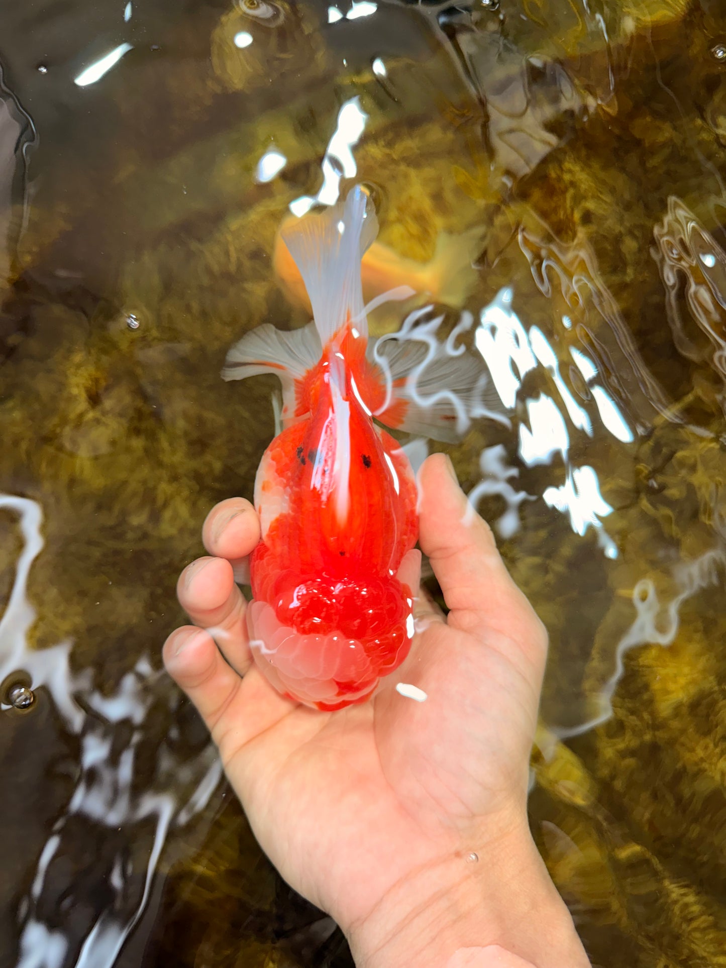 SUPER CUTE A Grade Sakura Oranda Female 5.5 inches #102425OR_21