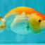 A Grade Red White LionQueen 4.5 inches #082126LC_20