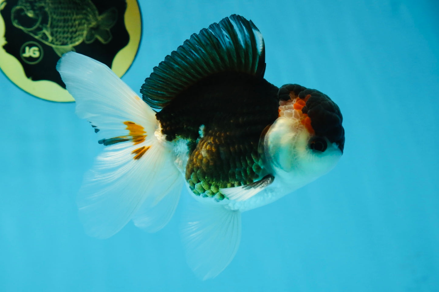 AAA Grade Tricolor  Button Eyes Oranda Male 4.5-5 inches #053025OR_21