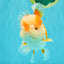 A Grade Red White Oranda Male 6 inches #081426OR_10