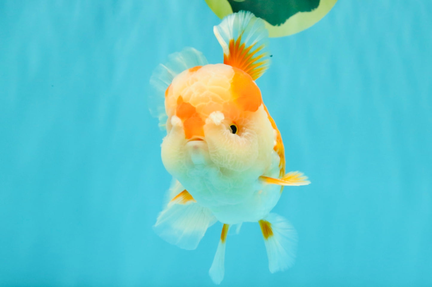 A Grade Red White Oranda Male 6 inches #081426OR_10