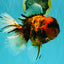 CHONKY AAA Grade Tiger Oranda Male 7.5 inches #092526OR_01